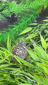 ARE TURTLES INTELLIGENT? 🤔🐢 🐢 🐢 ~~~~~~~~~~~~~~~~~~~~~~~~~ #fish #aquarium #aquatics #reptiles #reptile #turtle #turtles #diamondbackterrapin #Dbt #turtleroom #tortoise #tortoises #cute #pets #petsofinstagram #cuteturtles #babyturtles #redearslider #Terrapin #terrapins #pond #ponds #aquascape #landscape #spottedturtle #turtlepond #concentric #endangered | DanTheTurtleMan