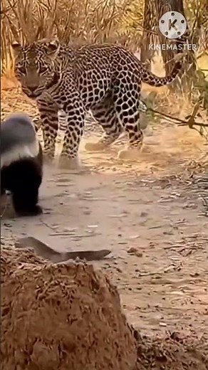 Ultimate Wild Animal Fights: Nature's Most Intense Battles #wildlifeentertainment #amazinganimals