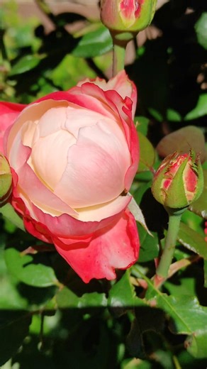 Спогади про літо #rose #sammer #beautiful #квіти #природа #літо #shortsvideo #shorts