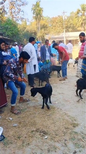 🥱🦙🤔😜He cut the rope of the goat and sold it.