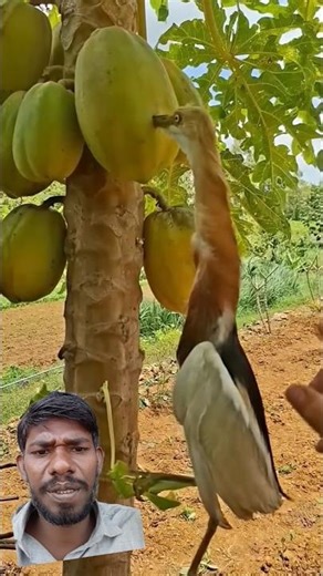 इस पक्षी के देखिए पपीता में कैसे मुंह लगा रखा है#shorts