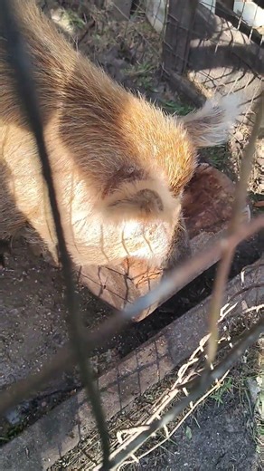 Pig plays with wood