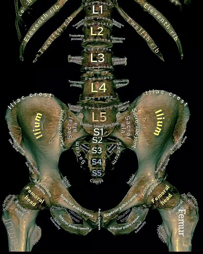 Hip Bones and Vertebral Column #edallacademy #neet ##neetmotivation #mbbs #kids #school #health #science #chennai #CBSE #biology #trendingreels #viral #shorts | EDALL NEET Academy