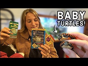 Feeding my Baby Painted Turtles!