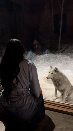 This is love 🐺🖤 #wolf #wolfcabin