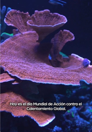🌎 Avui és el Dia Mundial d’Acció contra l’Escalfament Global! ☀️ Els coralls tropicals són un dels ecosistemes més fràgils del planeta. L’augment de la temperatura dels oceans provoca l'emblanquiment dels coralls, posant en perill la supervivència dels esculls de coralls i milers d’espècies que hi viuen. 🐠💔 Reduir emissions i conscienciar sobre el canvi climàtic ajuda a protegir aquests tresors submarins. 💙 Vine al NOU Aquàrium de Barcelona i descobreix com podem, entre tots, tenir cura dels