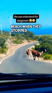 756K views · 10K reactions | Never Use a GPS Again   (Pedro Salas via ViralHog) #funnyvideos #funny #beach #cows #cow | Brennan Rogers | Facebook