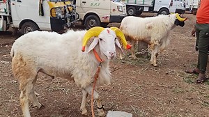 299K views · 14K reactions | Bakreid special kids amingad | Kannada Nudi | Facebook