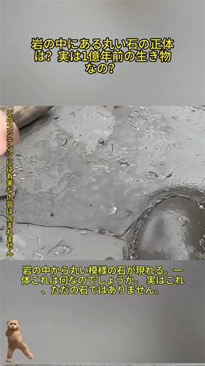 岩の中にある丸い石の正体は？実は1億年前の生き物なの？ #アンモナイト #化石 #古生物 #自然の不思議 #科学豆知識