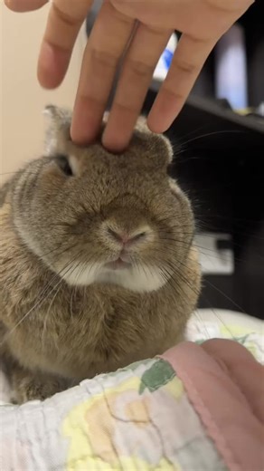 🐰✨ #bunny #cuteness #perte #viral #perteeee | bunny videos