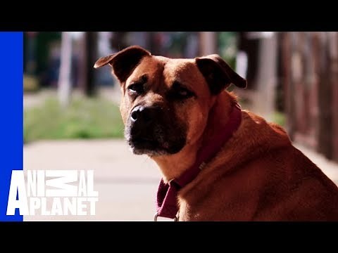Waiting for a Forever Home: Gemmill | Pit Bulls & Parolees