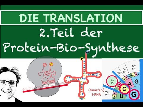 DIE TRANSLATION - 2.Teil der PROTEINBIOSYNTHESE