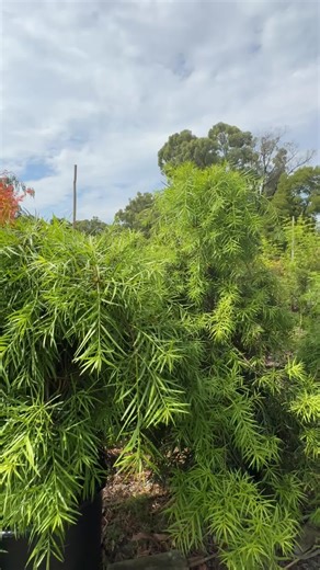This plant is pure character. 🌿✨𝐏𝐨𝐝𝐨𝐜𝐚𝐫𝐩𝐮𝐬 (Yew Plum Pine) stays evergreen, looks incredible grown naturally or shaped into bold forms (even like a surfboard!), and makes a striking statement in 𝘈𝘴𝘪𝘢𝘯 𝘰𝘳 𝘑𝘢𝘱𝘢𝘯𝘦𝘴𝘦-𝘴𝘵𝘺𝘭𝘦 gardens. . 👉𝘽𝙧𝙞𝙣𝙜 𝙤𝙣𝙚 𝙝𝙤𝙢𝙚 𝙖𝙣𝙙 𝙩𝙪𝙧𝙣 𝙞𝙩 𝙞𝙣𝙩𝙤 𝙮𝙤𝙪𝙧 𝙜𝙖𝙧𝙙𝙚𝙣’𝙨 𝙣𝙚𝙭𝙩 𝙛𝙚𝙖𝙩𝙪𝙧𝙚 𝙥𝙞𝙚𝙘𝙚: https://www.thetutuguru.com.au/shop/podocarpus-macrophyllus-12-pot/ . #Podocarpus #FeaturePlant #StatementPlant #Evergr