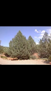 Navajo Joke. One day a grandmother and her granddaughter went out among the piñons trees, and were gathering piñons. The girl said Grandma there are big ones over here. The grandmother replied the devil you say I didn’t come here to die. | Teach Me Navajo