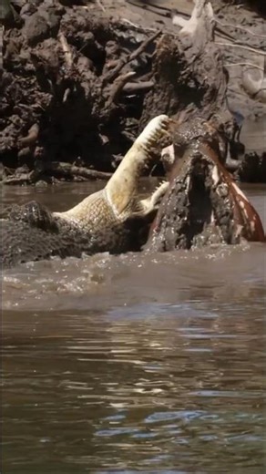 A peaceful place to fish? 😱 #Amazonianfish #fishing #Pantanal