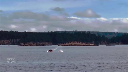 Full footage: Sea lion versus octopus