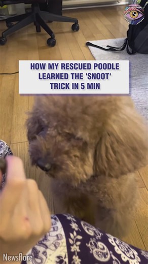 You can easily try it on your dog👌 | Now I've Seen Everything