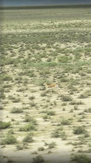 The Fastest Dancer of the Wild ⚡ | Gazelle’s Fight for Life