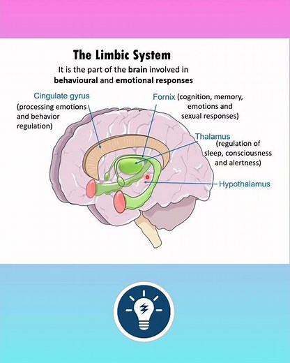 The Limbic System | Brain Function | Neural Control and Coordination Class 11 | KVS PGT BIOLOGY
