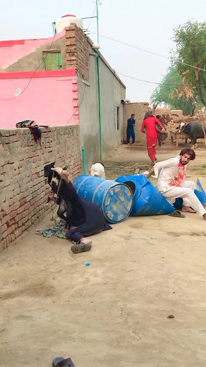 2.5M views · 33K reactions | Grooms & Bride Shocked After Black Dog Entry | Malik Faizan 12 | Facebook