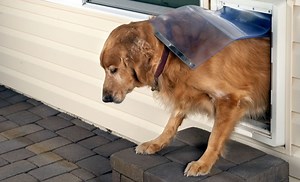 7 DIY Dog Door Plans: Give Your Canine Easy Outdoor Access!