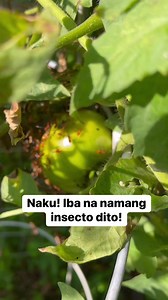 3.3K views · 40 reactions | Daming insecto #insects #pestcontrol #tomatoes #gardening | Cost and Cooks Channel | Facebook