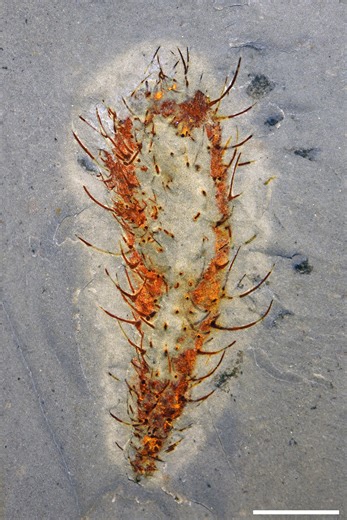 Chinese fossils show marine animals thriving half a billion years ago