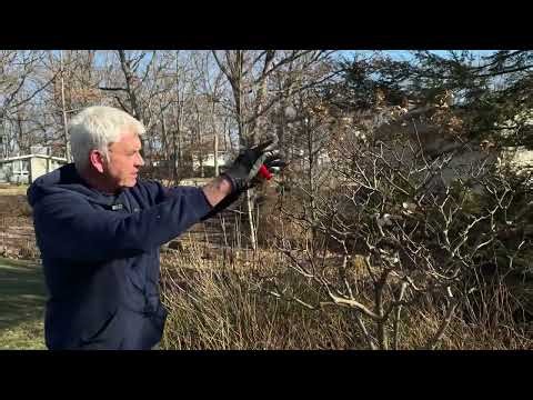 Hydrangea Pruning Guide | Identify & Prune 4 Common Types