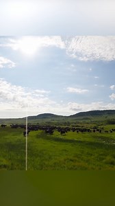 Wild West Cow Herding: The Muddiest Ride Ever! 🐄 #cowherding #wildwest #viraltoday #trendingtoday #ranchlife #muddyride #cattledrive #ranchlifeusa #countrylife #dupuyermontana #trinityvandenacre #ruralamerica #movingcattle #grizzlybearcountry #boggycreek | Life in the West