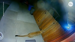 Mountain lion leaps over fence at California home