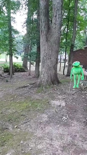 Kermit finds Bigfoot #comedy #bigfoot #kermit #nature