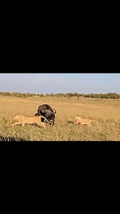 8.9K views · 33K reactions | Offbeat pride brought down a buffalo two days ago 凉 One mighty kill that will keep the whole pride fed for the next 3–4 days—unless they get lucky again. That’s the wild… pure survival.  @franketere #samwild #safarikenya #safariexperts #privateguide #wildlifephotography #maasaimaranationalreserve | Kantai Sammy | Facebook