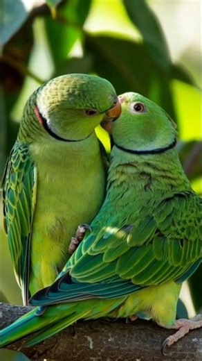 Beautiful green parrot, two parrots having fun in their nests, wow wow