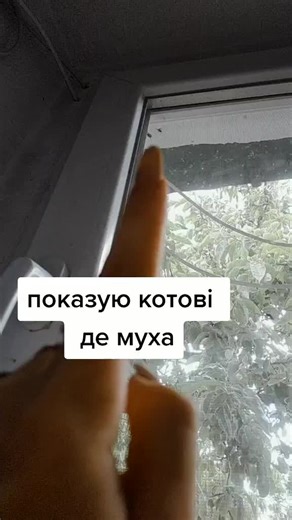 Cat Reaches for Window: A Playful Indoor Moment