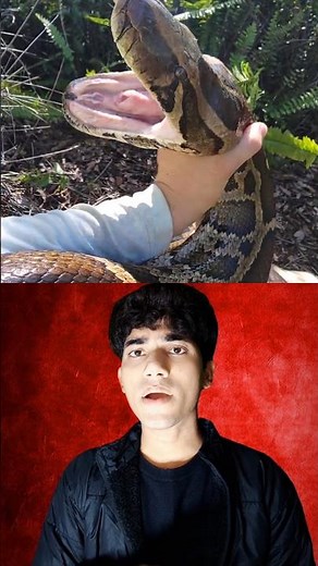 Python ❌ Russell Viper ☠️ Deadly Mistake