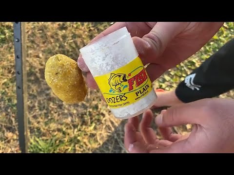 Fishing for big carp in South Africa (Vaal River)