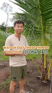 50K views · 933 reactions | Your coconut tree might be sick if you see these signs!  #regenerativefarmers #malaysia #farming #coconuts | Regenerative Farmers Malaysia | Facebook