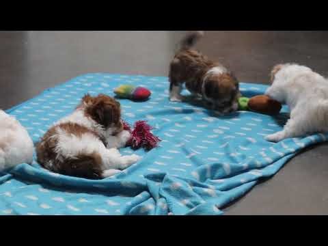 Havanese Puppies For Sale