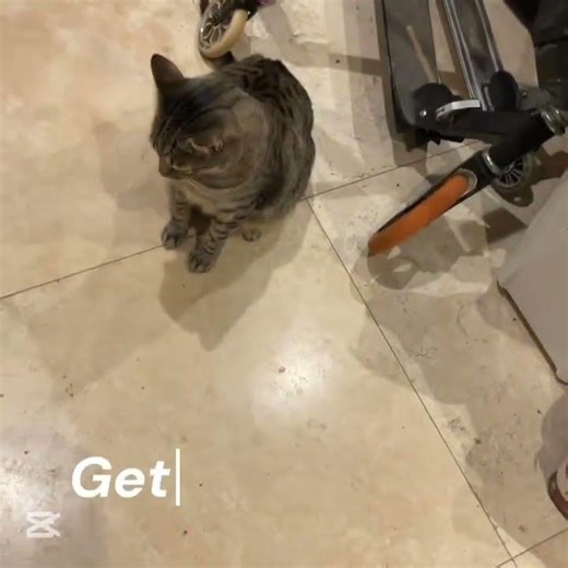 Teaching toad how to sit