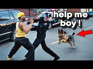 K9 Mattis Takedown Suspect | Most Aggressive K9 Takedown Ever