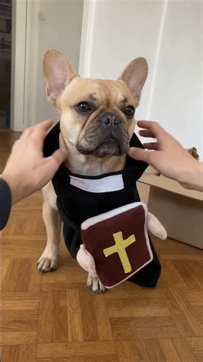 Officially my dog's favorite halloween costume 😍✝️🙏 #dogcostume #halloween #dog #dogmom #shorts