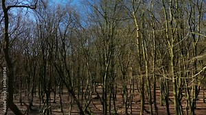 Bald Trees On The Forest Of Hoge Veluwe National Park In Netherlands. Aerial Shot