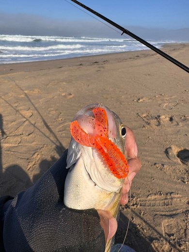 187 reactions · 17 shares | Limit manen, anya pay ngarud...awiden ah! #surfperch #surffishing #geofish #gotembaits | George Saniatan | Facebook