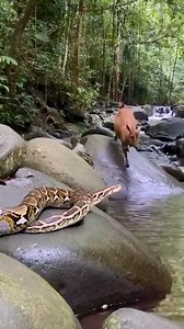 Python and Jungle Goat Pause at Rocky Stream — Quiet but Intense Moment #wildlife #animals #aianimals #python #naturemoments | Wild Animals Talk