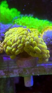 The Glowing Garden, Euphyllia Family !