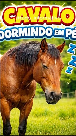 Cavalos dormem em pé? #curiosidades