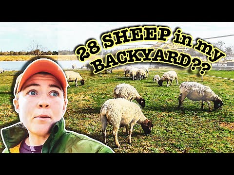 BACKYARD SHEEP | Dorper Sheep Farming by the Shepherdess