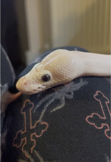 Cute Ball Python Moments That Will Melt Your Heart