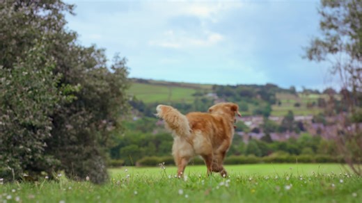 38K views · 3.3K reactions | Morning all. It’s a Yorkshire Vet Tuesday! Our new trailer is all about bringing families together. And friends & families helping each other is at the heart of tonight’s series opener. Hope you and yours can come together at 8pm to watch C5 ‍‍‍ | The Yorkshire Vet | Facebook