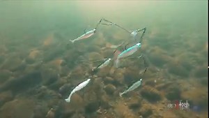 23M views · 104K reactions | You better use fluorocarbon so the bass don’t see the line  | Wired2Fish | Facebook